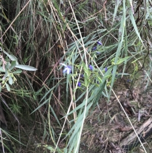 Stypandra glauca at Acton, ACT - 4 Sep 2022