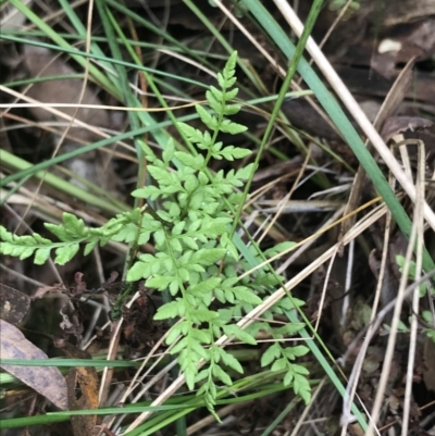 Cheilanthes austrotenuifolia (Rock Fern) at ANU Garran Precinct - 4 Sep 2022 by Tapirlord