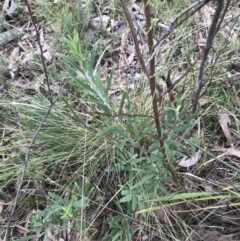 Billardiera scandens (Hairy Apple Berry) at Acton, ACT - 4 Sep 2022 by Tapirlord