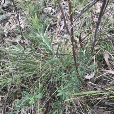 Billardiera scandens (Hairy Apple Berry) at Acton, ACT - 4 Sep 2022 by Tapirlord
