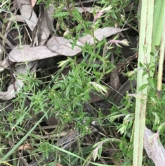 Gonocarpus tetragynus (Common Raspwort) at Acton, ACT - 4 Sep 2022 by Tapirlord