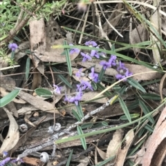 Hovea heterophylla (Common Hovea) at Acton, ACT - 4 Sep 2022 by Tapirlord