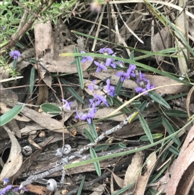 Hovea heterophylla (Common Hovea) at Acton, ACT - 4 Sep 2022 by Tapirlord