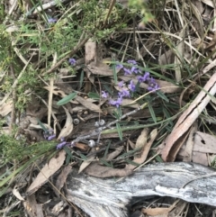 Hovea heterophylla at Acton, ACT - 4 Sep 2022 11:16 AM