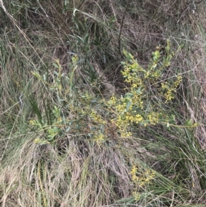 Acacia buxifolia subsp. buxifolia at Acton, ACT - 4 Sep 2022 11:08 AM