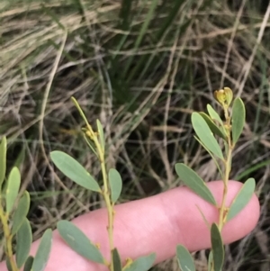 Acacia buxifolia subsp. buxifolia at Acton, ACT - 4 Sep 2022 11:08 AM