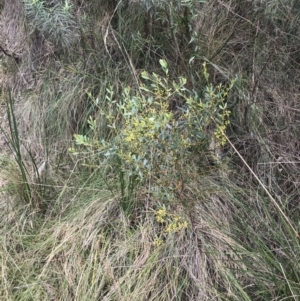 Acacia buxifolia subsp. buxifolia at Acton, ACT - 4 Sep 2022 11:08 AM