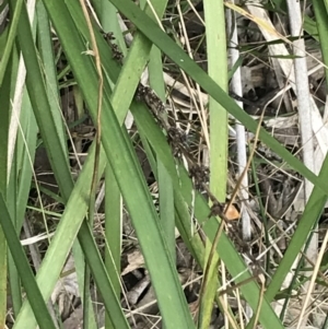 Lomandra longifolia at Acton, ACT - 4 Sep 2022