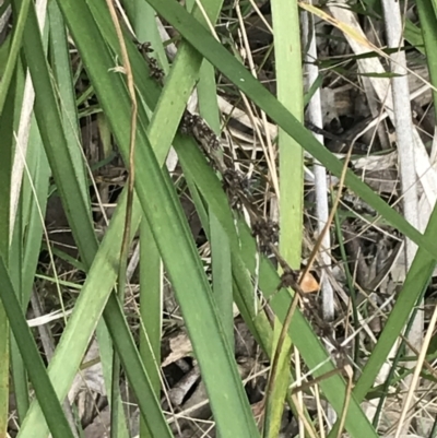 Lomandra longifolia (Spiny-headed Mat-rush, Honey Reed) at Acton, ACT - 4 Sep 2022 by Tapirlord