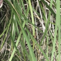 Lomandra longifolia at Acton, ACT - 4 Sep 2022