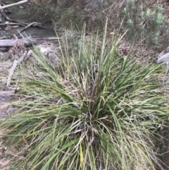 Lomandra longifolia at Acton, ACT - 4 Sep 2022 11:07 AM