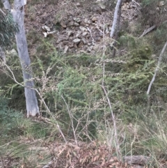 Leptospermum continentale at Acton, ACT - 4 Sep 2022