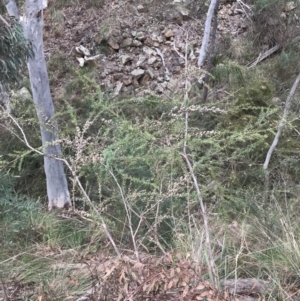 Leptospermum continentale at Acton, ACT - 4 Sep 2022