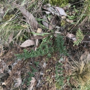 Cheilanthes sieberi subsp. sieberi at Acton, ACT - 4 Sep 2022