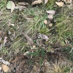 Cheilanthes sieberi subsp. sieberi at Acton, ACT - 4 Sep 2022