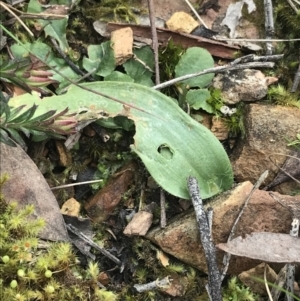 Glossodia major at Acton, ACT - suppressed