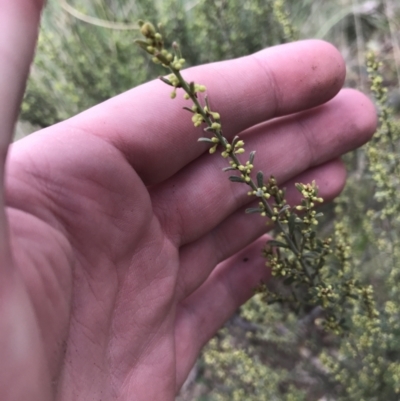 Phyllanthus occidentalis (Thyme Spurge) at Acton, ACT - 4 Sep 2022 by Tapirlord