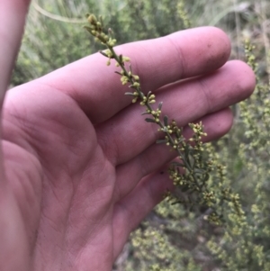 Phyllanthus occidentalis at Acton, ACT - 4 Sep 2022