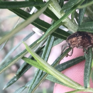 Cadmus (Cadmus) gigas at Acton, ACT - 4 Sep 2022