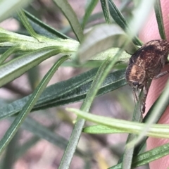 Cadmus (Cadmus) gigas at Acton, ACT - 4 Sep 2022