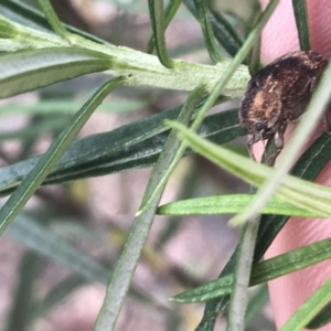 Cadmus (Cadmus) gigas at Acton, ACT - 4 Sep 2022