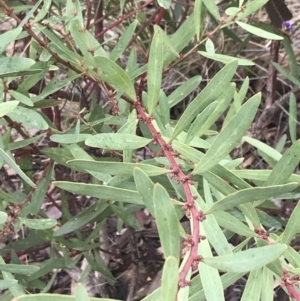 Daviesia mimosoides subsp. mimosoides at Acton, ACT - 4 Sep 2022 10:53 AM