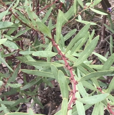 Daviesia mimosoides subsp. mimosoides at Acton, ACT - 4 Sep 2022 by Tapirlord