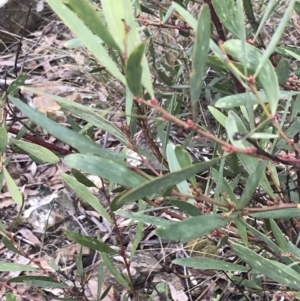 Daviesia mimosoides subsp. mimosoides at Acton, ACT - 4 Sep 2022 10:53 AM