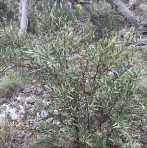 Daviesia mimosoides subsp. mimosoides at Acton, ACT - 4 Sep 2022