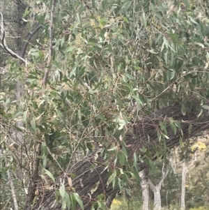 Eucalyptus macrorhyncha at Acton, ACT - 4 Sep 2022