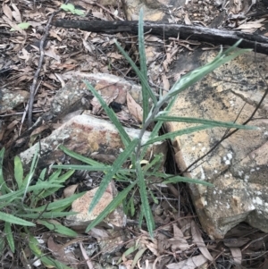 Senecio phelleus at Acton, ACT - 4 Sep 2022