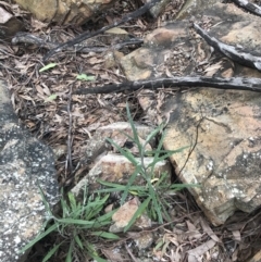 Senecio phelleus at Acton, ACT - 4 Sep 2022 10:50 AM