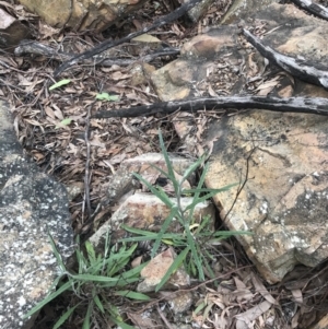 Senecio phelleus at Acton, ACT - 4 Sep 2022