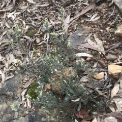 Brachyloma daphnoides (Daphne Heath) at Acton, ACT - 4 Sep 2022 by Tapirlord