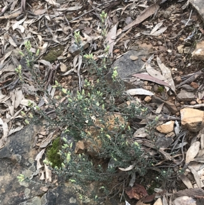 Brachyloma daphnoides (Daphne Heath) at Acton, ACT - 4 Sep 2022 by Tapirlord