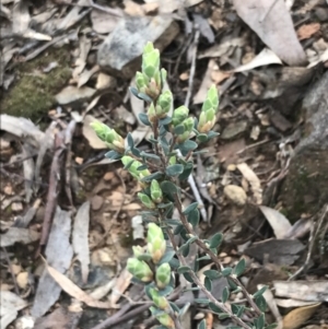 Brachyloma daphnoides at Acton, ACT - 4 Sep 2022 10:49 AM