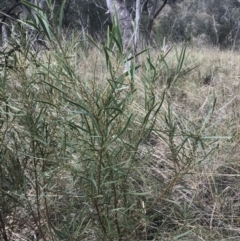 Daviesia leptophylla at Acton, ACT - 4 Sep 2022 10:45 AM