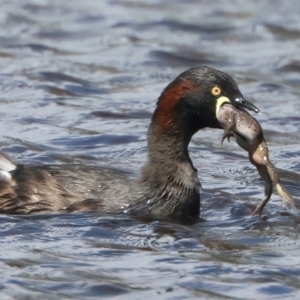 Tachybaptus novaehollandiae at Throsby, ACT - 14 Oct 2022