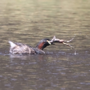 Tachybaptus novaehollandiae at Throsby, ACT - 14 Oct 2022