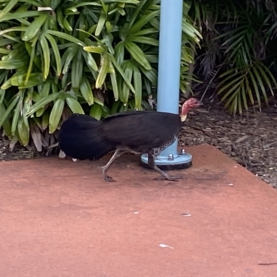 Alectura lathami (Australian Brush-turkey) at Main Beach, QLD - 12 Oct 2022 by SteveBorkowskis