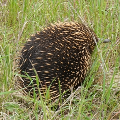 Tachyglossus aculeatus (Short-beaked Echidna) at Coree, ACT - 13 Oct 2022 by RobG1