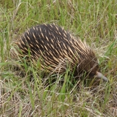 Tachyglossus aculeatus at Coree, ACT - 13 Oct 2022