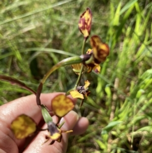 Diuris sp. at Crace, ACT - suppressed