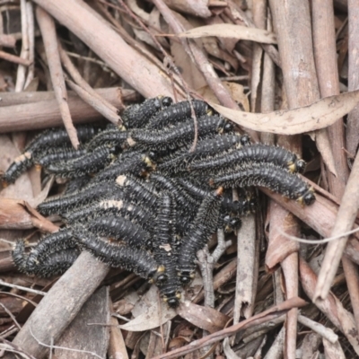 Perga dorsalis (Steel-blue sawfly, spitfire) at Wamboin, NSW - 4 Oct 2022 by AlisonMilton