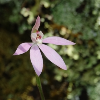 Caladenia carnea (Pink Fingers) at Molonglo Valley, ACT - 13 Oct 2022 by Ct1000