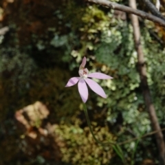 Caladenia carnea at Molonglo Valley, ACT - suppressed