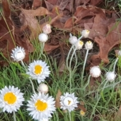 Leucochrysum albicans subsp. tricolor at Watson, ACT - 14 Oct 2022 07:20 PM