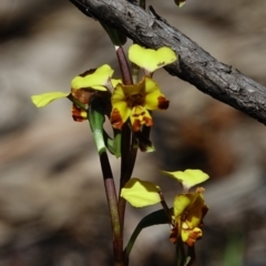 Diuris semilunulata (Late Leopard Orchid) at Stromlo, ACT - 14 Oct 2022 by Ct1000