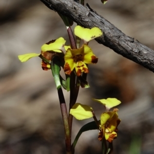 Diuris semilunulata at Stromlo, ACT - 14 Oct 2022