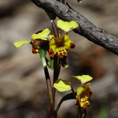 Diuris semilunulata (Late Leopard Orchid) at Stromlo, ACT - 14 Oct 2022 by Ct1000